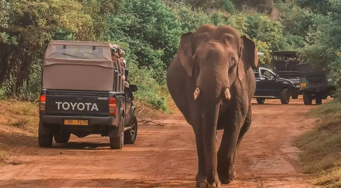 Yala National Park